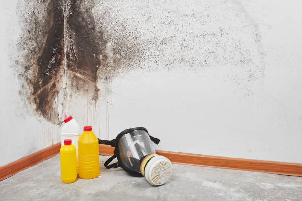 Best Black Mold Removal  in Somerville, MA