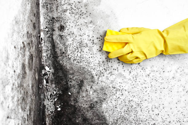 Best Mold Remediation  in Somerville, MA