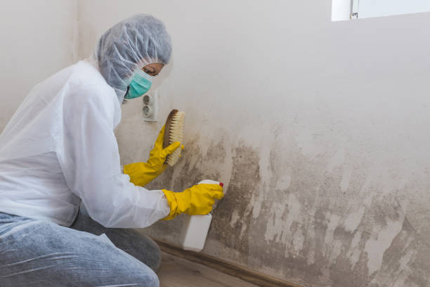 Best Home Mold Removal  in Somerville, MA