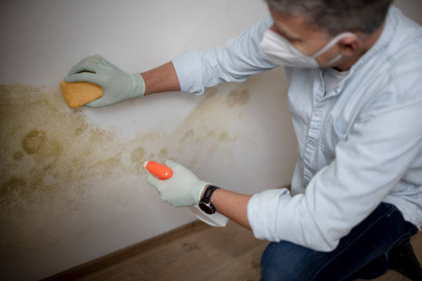 Best Mold Remediation Experts  in Somerville, MA
