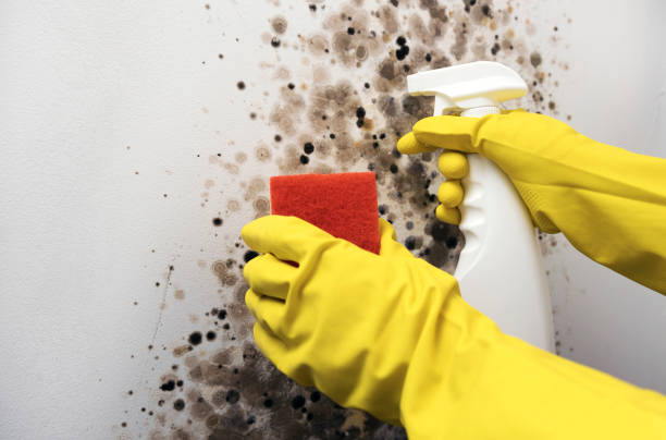 Best Residential Mold Removal  in Somerville, MA