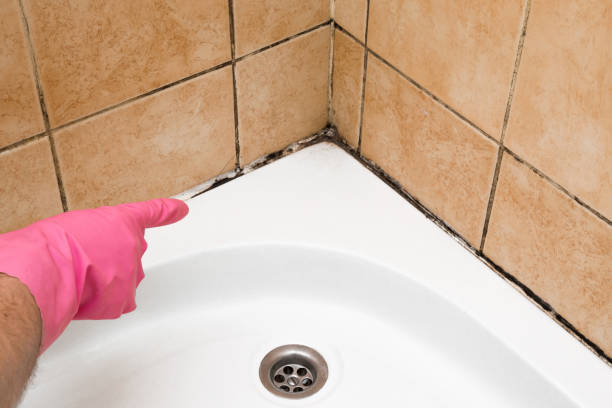 Best Best Mold Removal Companies  in Somerville, MA